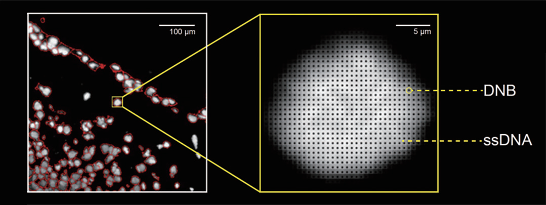 Figure 1. Stereo-seq captures DNA nanoballs (DNBs) arranged at single-cell resolution, enabling mRNA from individual cells to be detected with hundreds of DNBs, each carrying a unique coordinate ID._202601071725
